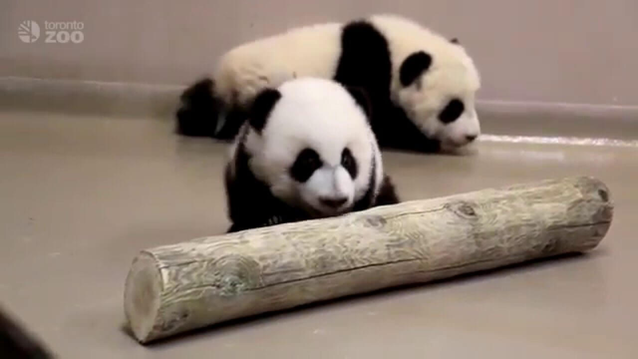 Este video de unos pandas de 4 meses te alegrará el día